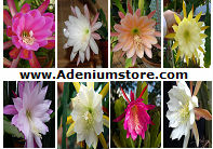 Epiphyllum [Orchid Cactus] 'Mixed' 10 Seeds
